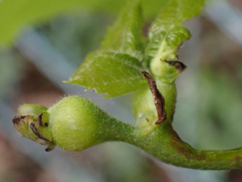 Contarinia tiliarum